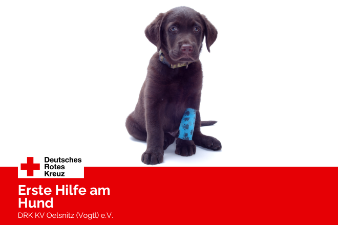 Ein kleiner brauner Hund (Welpe) sitzt mit verbundenem linken Bein da.