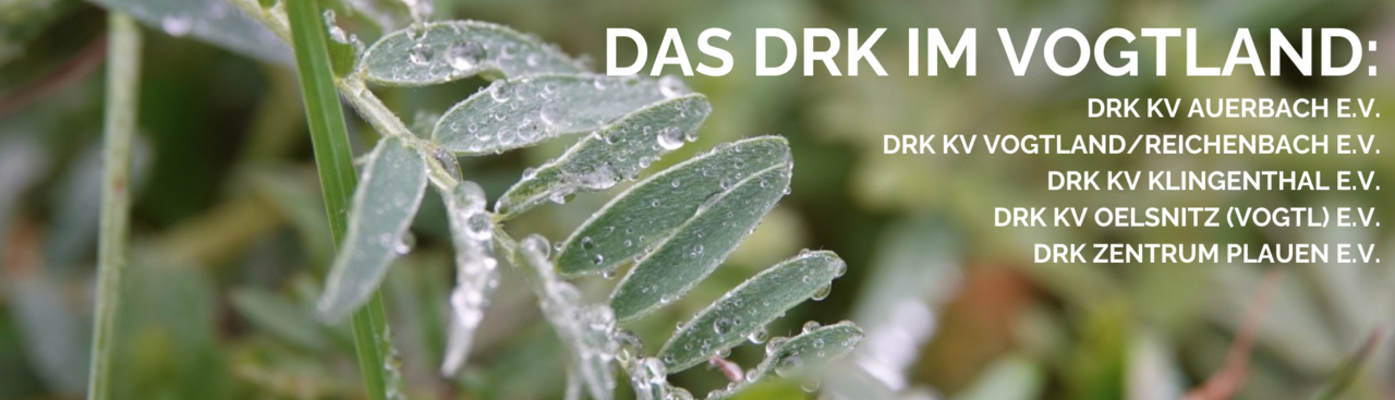 Wicke mit Morgentau, Text: Das DRK im Vogtland, Kreisverbände Auerbach, Reichenbach, Klingenthal und Oelsnitz, DRK Zentrum Plauen