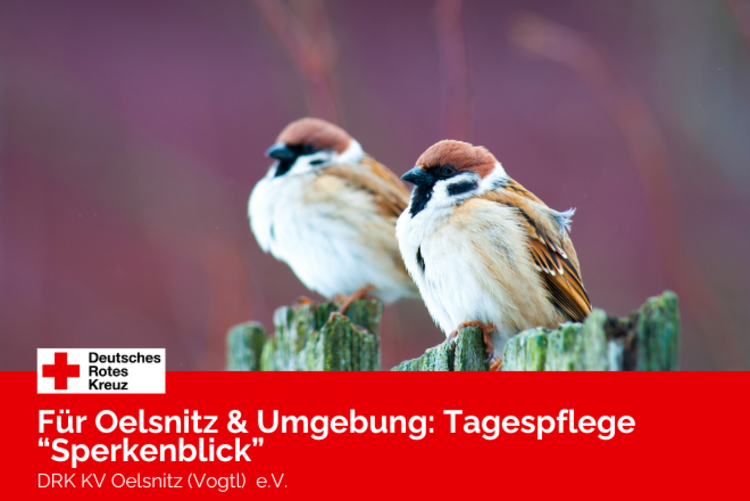 Zwei Spatzen sitzen, aneinandergekuschelt, auf einem Zaun.